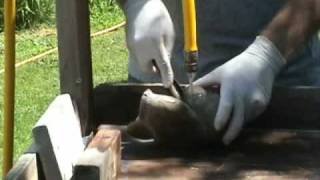 Soapstone carving demo [upl. by Merril480]