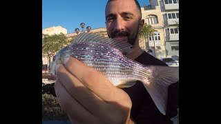 Malta Inshore Seabream Fishing with UNEXPECTED CATCH  NEW SPECIES CAUGHT [upl. by Llenwahs375]