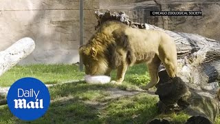 Beat the heat Animals cool off at Chicago zoo as temps rise [upl. by Aneala923]