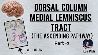 Dorsal column medial lemniscus tract  The Ascending pathway  Part  1 With PG questions [upl. by Prentiss137]