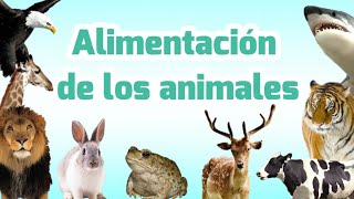 Clasificación de los animales por su alimentación  Carnívoros herbívoros omnívoros insectívoros [upl. by Siskind]