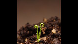 Carnivorous Plant Drosophyllum lusitanicum Seed Timelapse [upl. by Eniamirt]