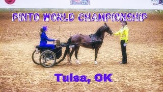 Pinto World Championship  Tulsa OK [upl. by Gabel325]