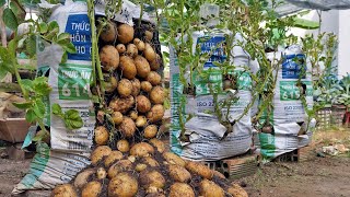 Why do potatoes grow in bags of soil have so many tubers Here is the answer [upl. by Zevahc100]