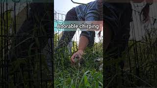 Adorable chirping 💖🐥 chicks chickens freerange crazychickenlady farmlife farmanimals cute [upl. by Dnomsed433]