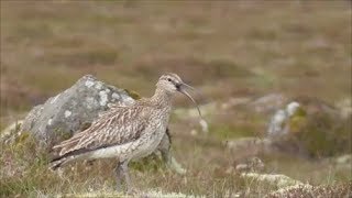 Whimbrel Calling [upl. by Milan525]