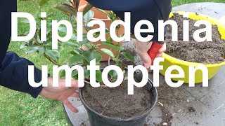 Dipladenia umtopfen Dipladenia Mandevilla umtopfen welche Erde Wann Dipladenia umtopfen [upl. by Nelag588]