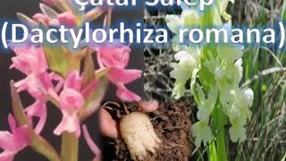 Çatal salep dactylorhiza romana salep çeşidi [upl. by Lauretta]