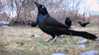 Common Grackle  Feeding in The Wild [upl. by Llecram92]