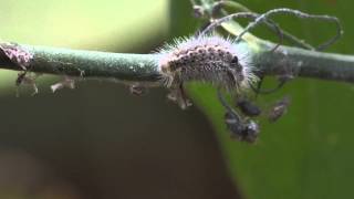 Only Carnivorous Caterpillar in North America Catches Prey [upl. by Kunkle]