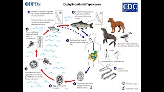 Diphyllobothrium latum Fish Tapeworm [upl. by Ahsiuqat321]