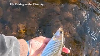 Fly Fishing for Trout and Grayling on the River Ayr with Davie McPhail [upl. by Camella677]