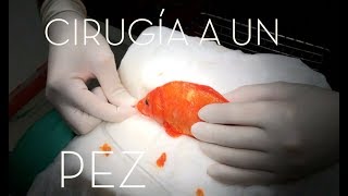 CAP 200 VETERINARIO DE PECES Cirugía a un PEZ koi con un TUMOR Ictiopatología [upl. by Mundy]