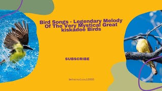 Bird Songs  Legendary Melody Of The Very Mystical Great kiskadee Birds [upl. by Aicilic]