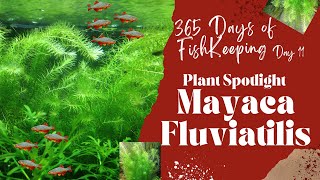 EASY STEM PLANT  Mayaca fluviatilis [upl. by Trev]