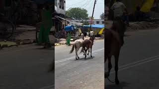 Two horses were enslaved tortured and deprived of food and water until they were exhausted horse [upl. by Nigem130]