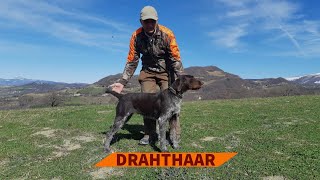 Il Drahthaar a caccia [upl. by Eyks]