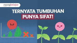 Konsep Pertumbuhan dan Perkembangan Tumbuhan  Video ruangbelajar Biologi Kelas 12 SMA [upl. by Stesha]