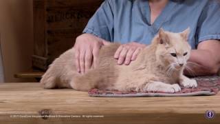 Feline Palpation and Acupuncture Treatment by CuraCore Part II [upl. by Twyla912]