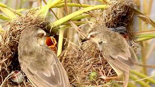 Mother Grown Bird Sparrow Feeding baby in Nest ViralBirdNest [upl. by Arval]