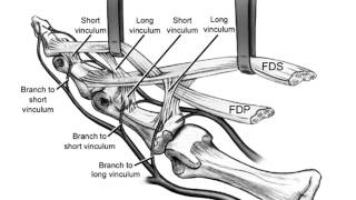 Anatomy Of The Thigh  Everything You Need To Know  Dr Nabil Ebraheim [upl. by Mellette244]