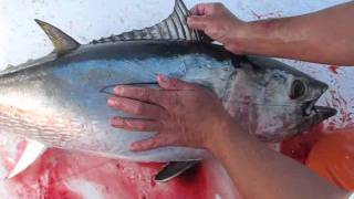 How To Identify A Blue Fin Tuna  Capt Rich K [upl. by Asiel]