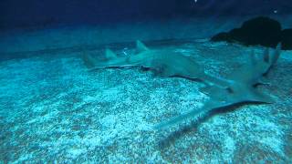 Scary Sawfish fight in Genoa Aquarium [upl. by Hungarian]