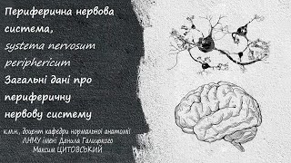 Периферична нервова системаsystema nervosum periphericum Загальні дані про ПНС [upl. by Notsae]