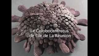 Colobocentrotus oursin de lile de La Réunion par Christian Aimar [upl. by Lerrehs]