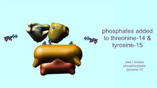 CELL CYCLE CYCLINS amp CYCLIN DEPENDENT KINASES [upl. by Jahn]