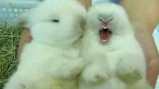 Incredibly Cute Cuddly Furry Rabbits Kissing and Cudling [upl. by Ayor]