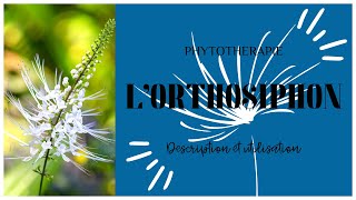 LORTHOSIPHON EN PHYTOTHERAPIE  TOUT SAVOIR EN 3 MINUTES 🌿 [upl. by Ebeneser]