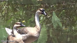 Mating Pair of Geese Enjoys The Afternoon Together at The Lake [upl. by Assirat]