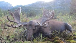 Travis Volk hunting Moose in Northern BC [upl. by Nagiam]