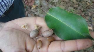 Bakul Mimusops elengi  Medicinal Uses Ayurveda Details [upl. by Adriane]