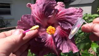 How To pollinate hibiscus [upl. by Alset]