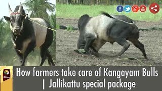 Exclusive Farmer Reveals Unknown Facts of Jallikattu Kangayam Bulls [upl. by Valentia]