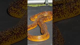 A SERPENTE MAIS TEMIDA DA ÁFRICA shorts viral [upl. by Hinze]