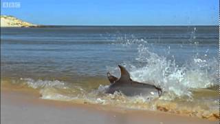 Awesome Hydroplaning Dolphins  Planet Earth  BBC [upl. by Notyap]