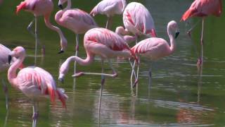 Chilean Flamingo Phoenicopterus chilensis  ChileFlamingos [upl. by Volnay]