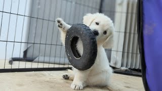 golden retriever puppies The Sweets Litter [upl. by Ahsikad889]