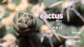 Cactus from seed 24 [upl. by Odnaloy52]