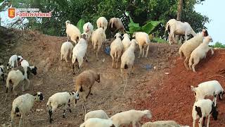 KAMBING KAMBING LUCU NAIK BUKIT  SUARA KAMBING  DOMBA  SHEEP INDONESIA  SCHAPEN [upl. by Silden351]