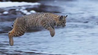 Bobcat Hunting in Winter  Planet Earth II  BBC Earth [upl. by Annayak]