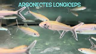 Argonectes longiceps [upl. by Kruter800]