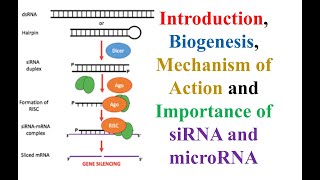 siRNA and miRNA Introduction Biogenesis Mechanism of Action and Importance of siRNA and microRNA [upl. by Aneehs]