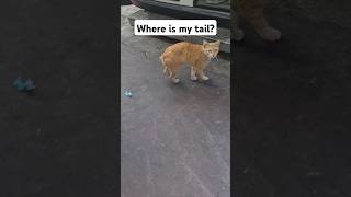 Poor cat just lost his tail because of a fight with cats cat cutecat catlover [upl. by Bullion]