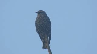 Un étourneau sansonnet  Common Starling [upl. by Anitsim]