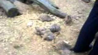 Meerkats at Moulton College [upl. by Friedberg]