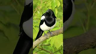 Shiny Magpie on a sunny Spring day  bird sounds birds shorts [upl. by Odilo438]